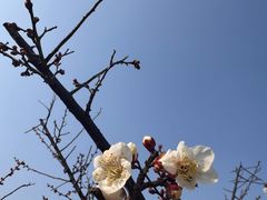 -香雪海