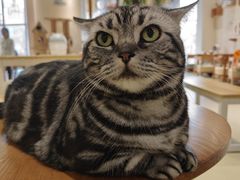 -藏猫猫咖啡主题馆(中央大道店)