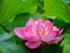 -陈家山荷花公园