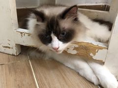 -李小姐の猫咖啡馆(五角场店)