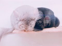 -龙猫仔乐园(惠福东路店)