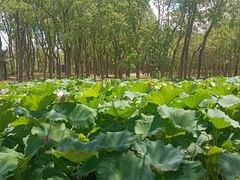 -昆山城市生态森林公园