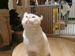-猫腻·猫咖·撸猫馆(星光大道店)