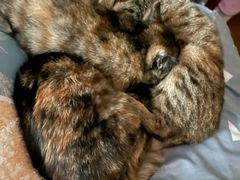 -艾贝尔宠物医院 ·内科全科(梁溪路店)