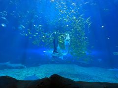 -华夏文旅海洋公园