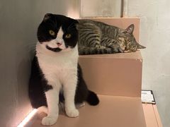 -猫儿山۰猫主题餐厅