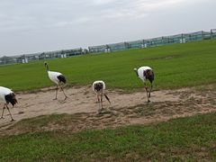 -盐城丹顶鹤湿地生态旅游区