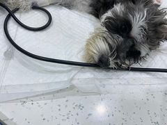 -佳雯宠物医院(金华南路分院)