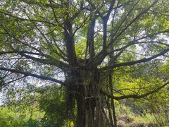 -森波拉奇妙世界