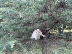 -欣宠猫屋·矮脚拿破仑·蓝金金渐层