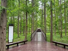 -黄海国家森林公园