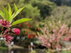 -广州市石门国家森林公园