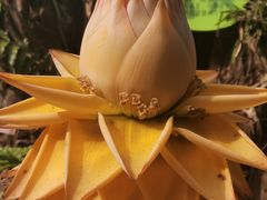 -云南勐巴娜西珍奇园