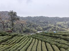 -龙井壹号·茶缘山景宴(龙井村店)