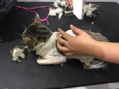 -Pets First伊珊娜洗护·精致美容·家庭式寄养(新会路店)