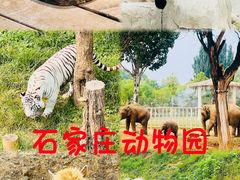 -石家庄市动物园
