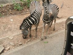 -清迈夜间动物园