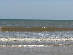 -日照海滨国家森林公园