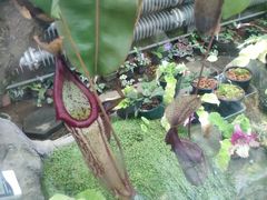 -国家植物园南园