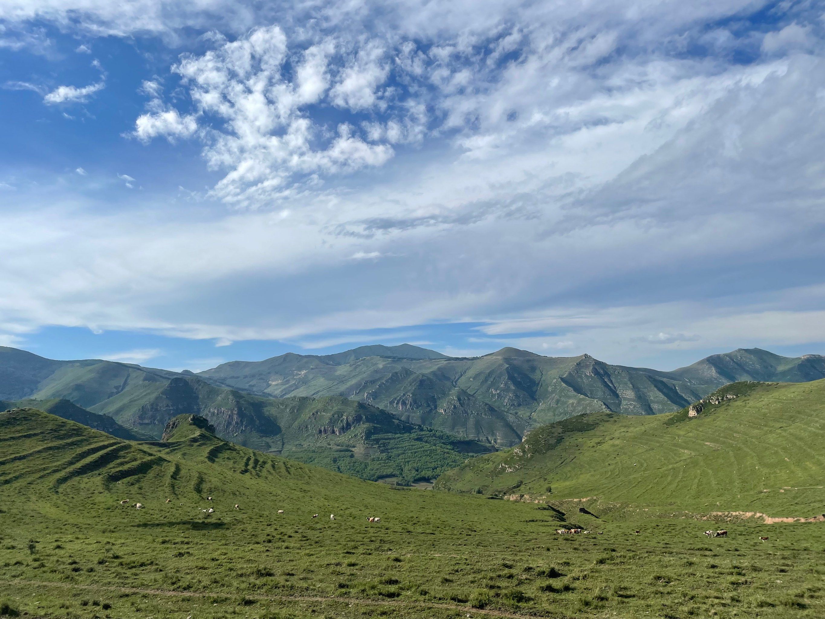 高山草甸