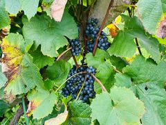 -安德鲁户外烧烤帐篷营地(马泉营店)