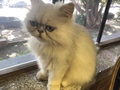 -more than meow吴止猫主题餐厅(承德 中船汇店)