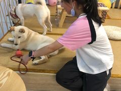 -柴迷FANS CLUB·柴犬狗咖·猫咖