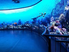 -芜湖新华联大白鲸海洋公园