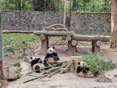-都江堰中华大熊猫苑