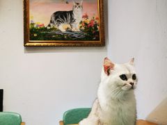 -猫色咖啡·猫咖