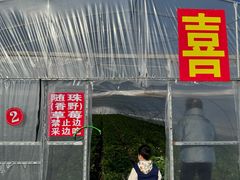 -喜杨洋草莓采摘园
