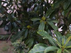 -白鹭洲公园