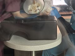 -艾贝尔宠物医院·24H转诊中心·肿瘤猫专科(江宁双龙店)