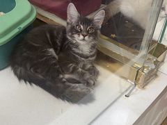 -糯米喵星人总部直营旗舰店·猫舍·幼猫出售