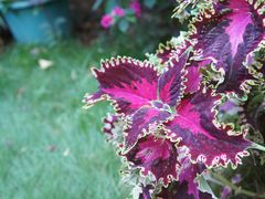 庭院-厦门良筑精品酒店(厦门中山路店)