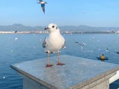 -海埂大坝