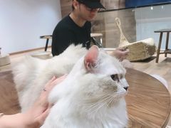 -瞄一喵猫咖(格力海岸店)