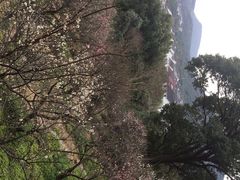 iphone_upload_pic-香雪海