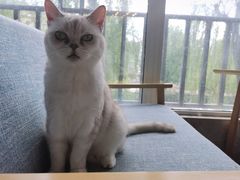 -有猫儿腻咖啡厅.猫咖