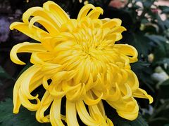 -宜昌富力皇冠假日酒店·咖啡1号西餐厅