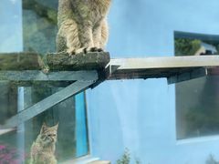 -青藏高原野生动物园