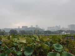 -月湖风景区