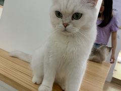 -李小姐の猫咖啡馆(五角场店)