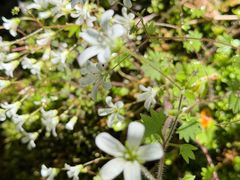 -秦岭终南山世界地质公园翠华山景区