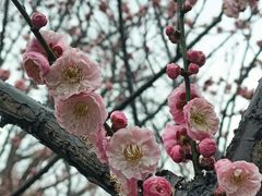 -无锡梅园公园