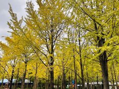 -黄兴公园