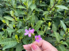 -随意茶庄·地道杭帮农家菜(梅家坞店)