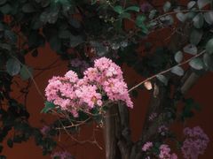 -古大圣慈寺