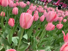-洛阳郁金香牡丹园
