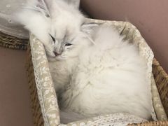 -Sweet cat·星愿猫咖(国贸大厦店)